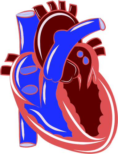 Realistic heart illustration
