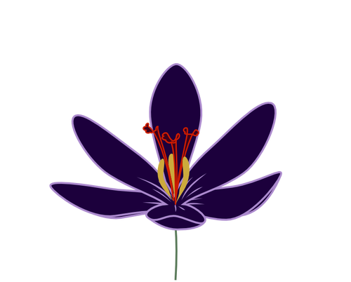 Krokus kwiat wektorowa