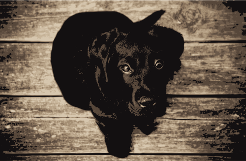 Labrador Retriever prediseÃ±adas de vector