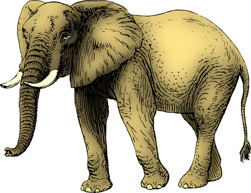 Elephant colored in yellow