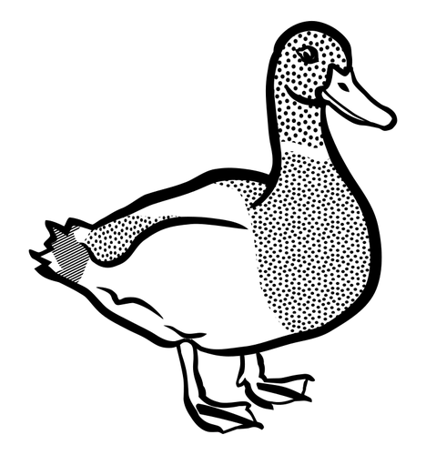 Black and white duck