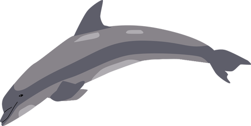 Delfin w skoku