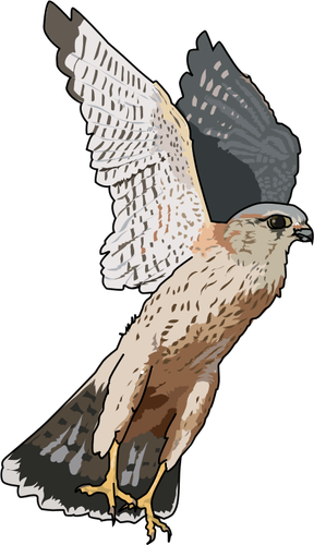 Merlin falcon vektorovÃ© ilustrace