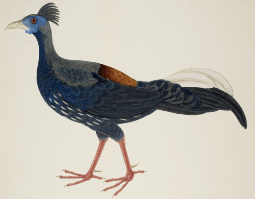 Farbe, Zeichnung der groÃŸen Langschwanz-Vogel