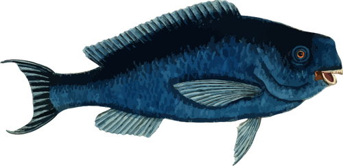 BlÃ¥ parrotfish