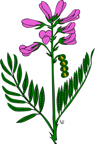 VektorovÃ½ obrÃ¡zek hedysarum boreale rostliny