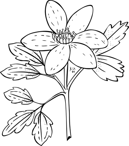 Vektor illustration av anemone piper anlÃ¤ggning