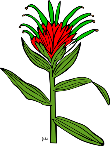 VektorovÃ© ilustrace castilleja miniata rostliny