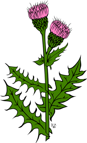 Vector de la imagen de cirsium arvense flor