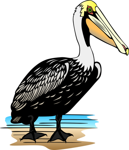 Pelican fÃ¥gel vektorbild