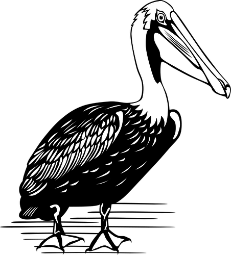Pelican vector dibujo