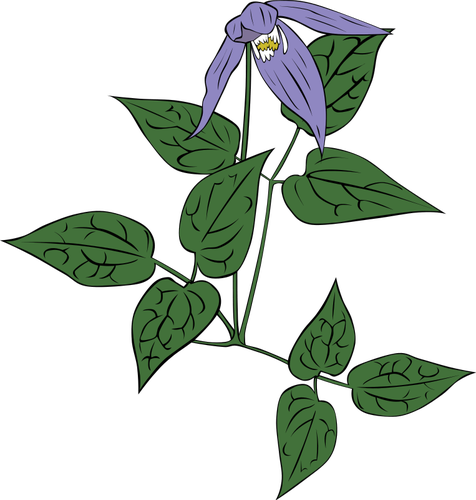 Clematis occidentalis blomma