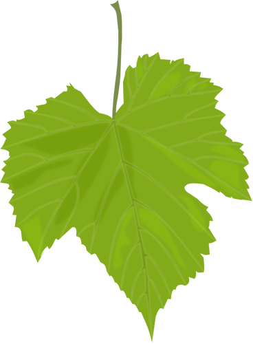 Imagem vetorial de folha de uva