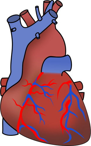 Vektor-Bild des Herzens anzeigen, Ventile, Arterien und Venen