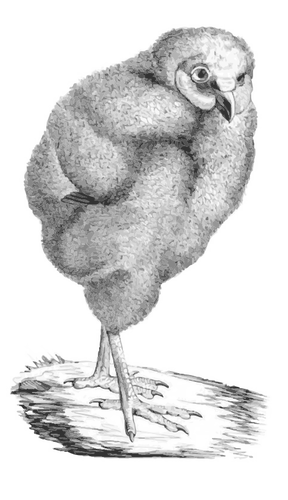 Viktoriansk fÃ¥gel illustration