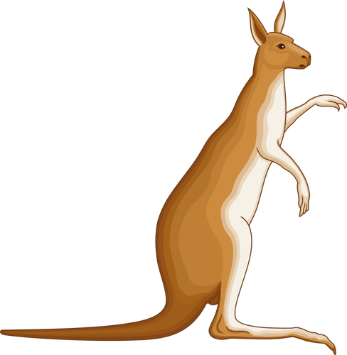 Kanguru resim