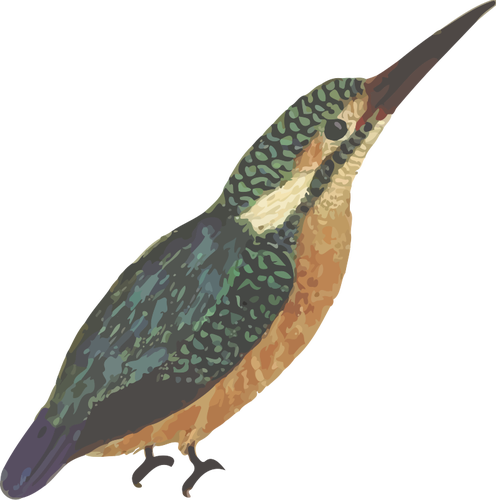 Kingfisher fÃ¥gel i fyrfÃ¤rg vektorbild