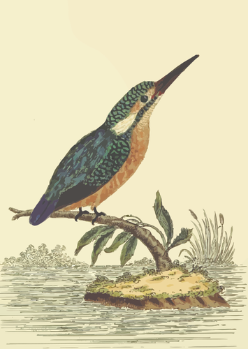Kingfisher fuglen opp pÃ¥ en tree armen vektorgrafikken