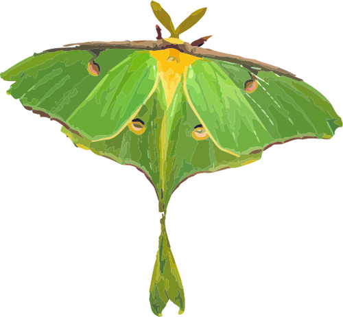 Moth illustration