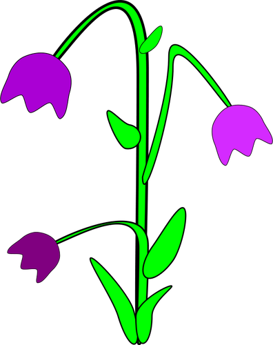 Bellflower vectorafbeeldingen