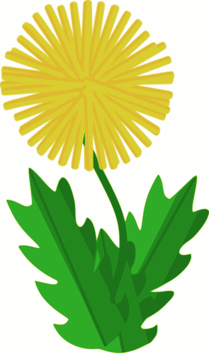 Dandelion bunga vektor gambar