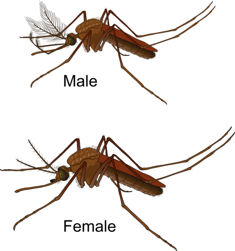 Mosquito masculino e feminino