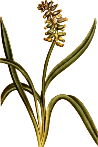 Mysk druvor hyacint