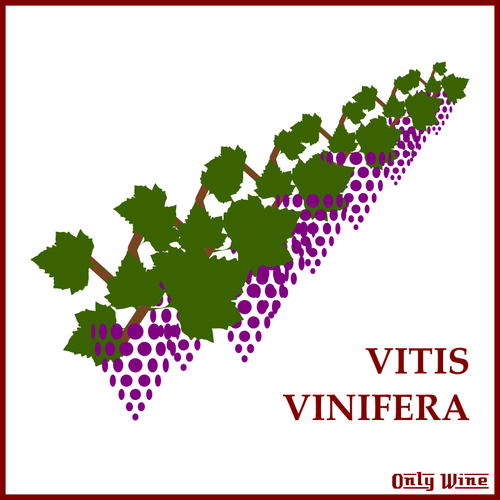 Logo di promozione del vino