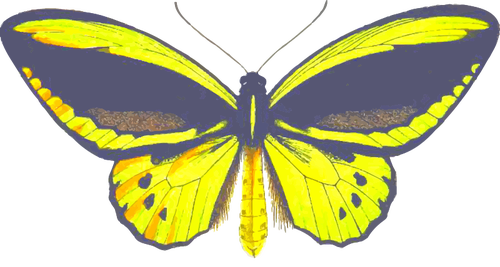 Farfalla di Birdwing