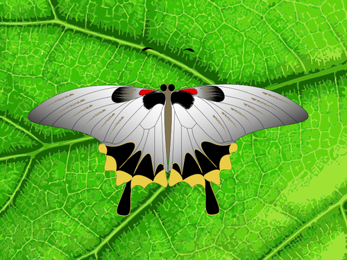 Vektor-ClipArt-Grafik Grau Schmetterlings auf ein Blatt