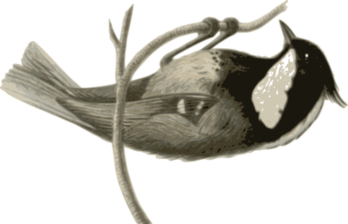 Parus ater pekinensis recogiendo en una rama de Ã¡rbol de grÃ¡ficos vectoriales