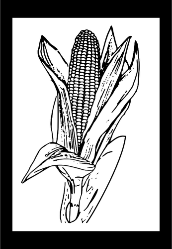 Vector illustration of ripe corn