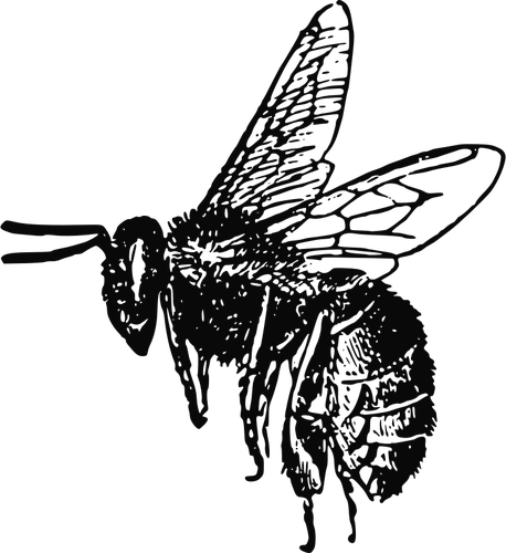 Flaying bee vector image
