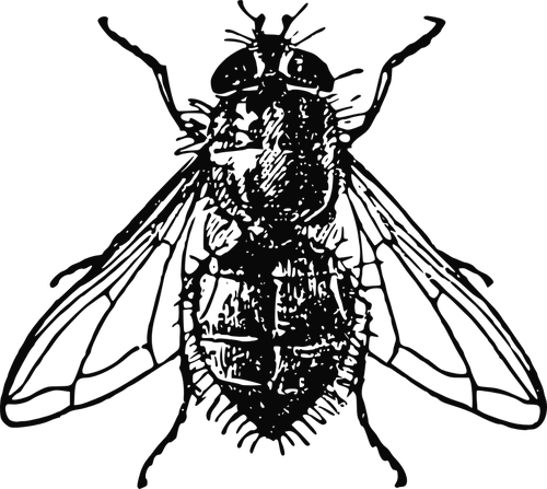 IlustraciÃ³n de vector mosca