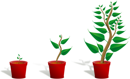 Green plants in pots vector image
