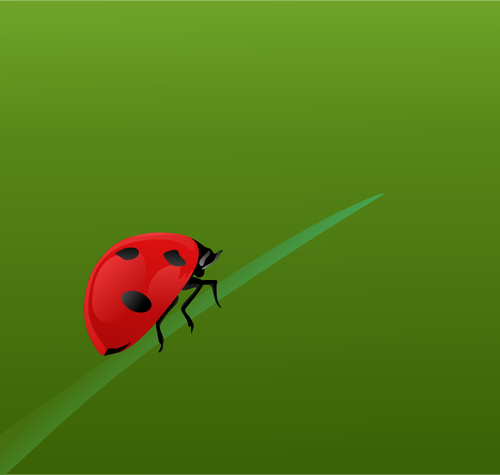 Realistis ladybug