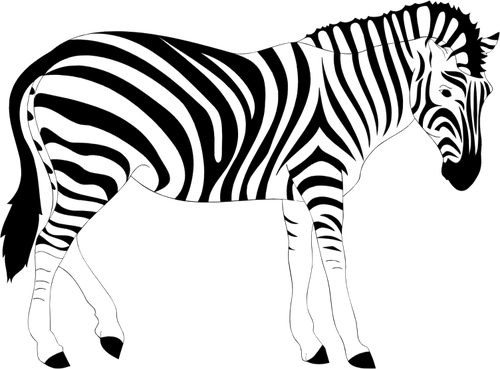 Zebra djur