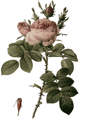 Rosenknoppar och blommor