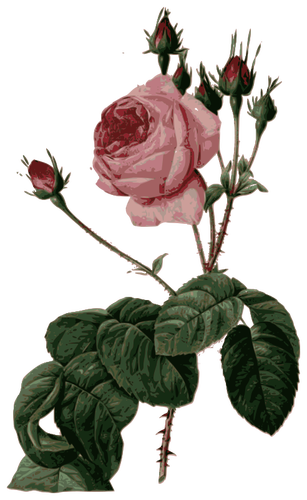 Trandafir Ã®nflorit roz cu frunze