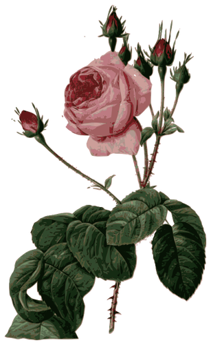 Trandafir Ã®nflorit roz cu frunze