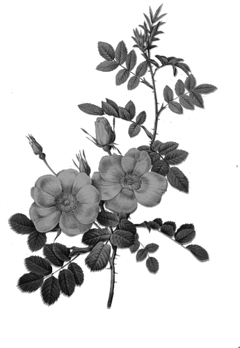Rose i svartvitt