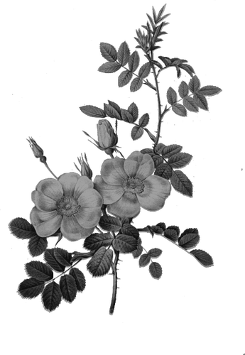 Rose in zwart-wit