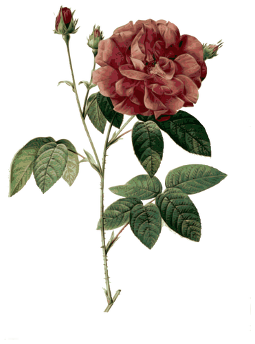 Wild rose i blossom