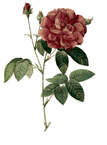 Wild rose i blossom