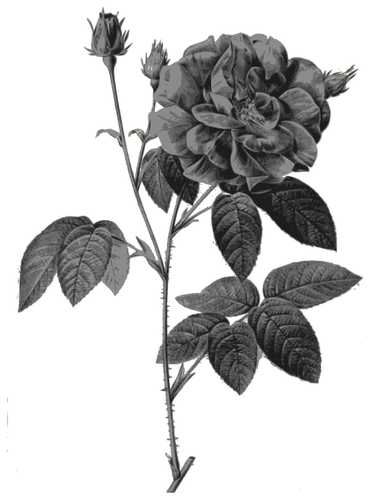 Rose selvatiche in colore grigio