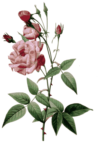 Netelige rozen