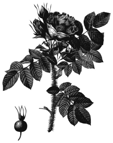 Alb-negru mÄƒceÅŸe ÅŸi de floare