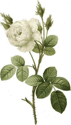 Witte roos met doornen