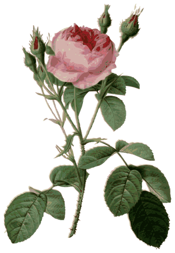 Trandafiri spinoasÄƒ ÅŸi rosebuds