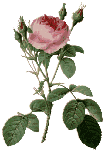 Trandafiri spinoasÄƒ ÅŸi rosebuds